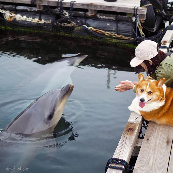 52 Best Photos Of An Adorable Corgi Who Has 50k Instagram Followers