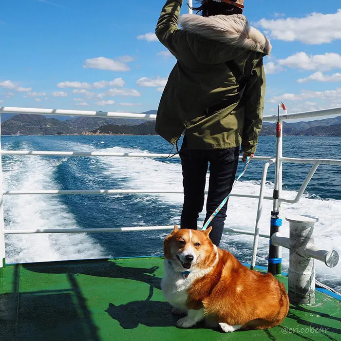 52 Best Photos Of An Adorable Corgi Who Has 50k Instagram Followers