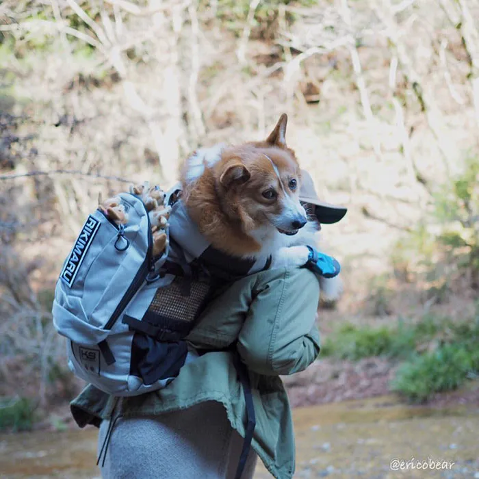 52 Best Photos Of An Adorable Corgi Who Has 50k Instagram Followers