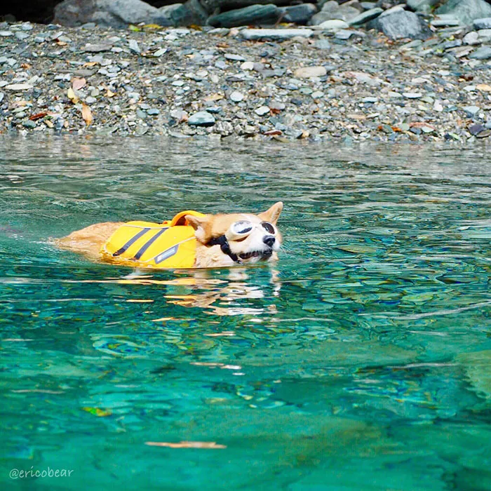 52 Best Photos Of An Adorable Corgi Who Has 50k Instagram Followers