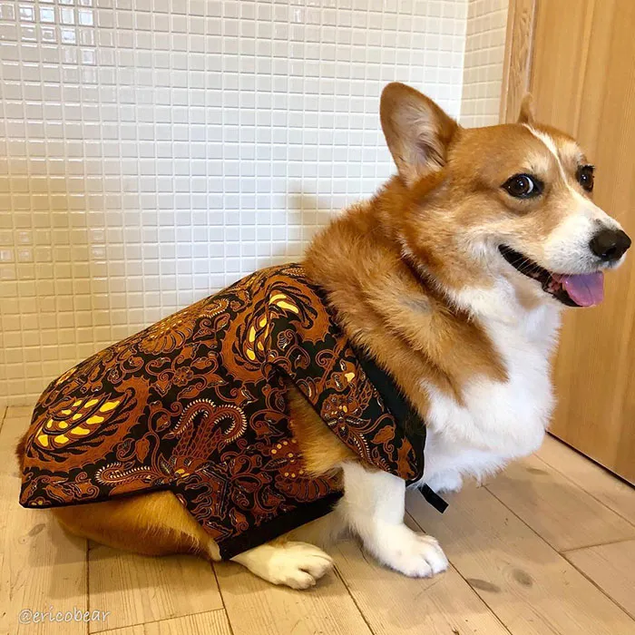 52 Best Photos Of An Adorable Corgi Who Has 50k Instagram Followers