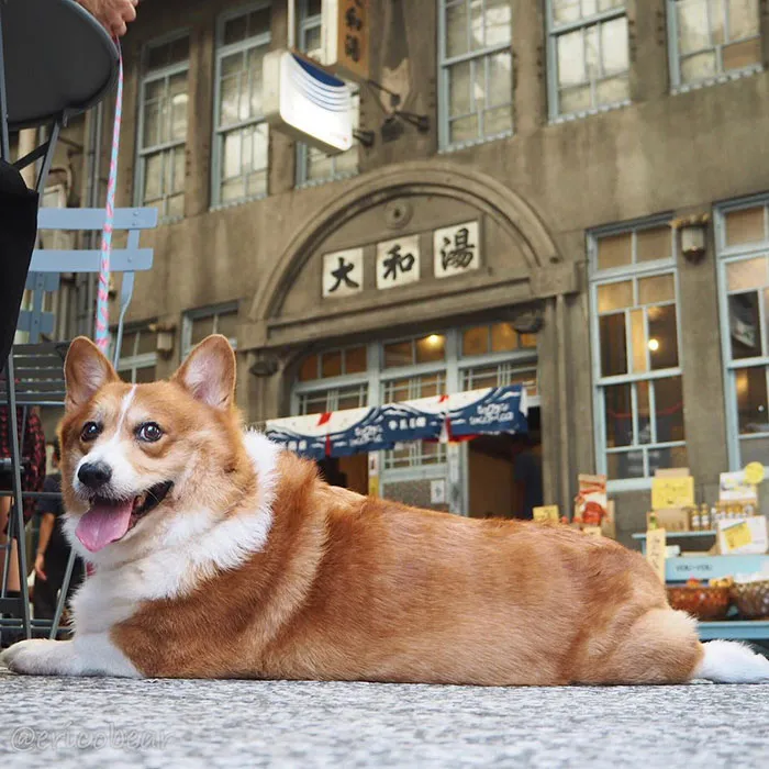 52 Best Photos Of An Adorable Corgi Who Has 50k Instagram Followers