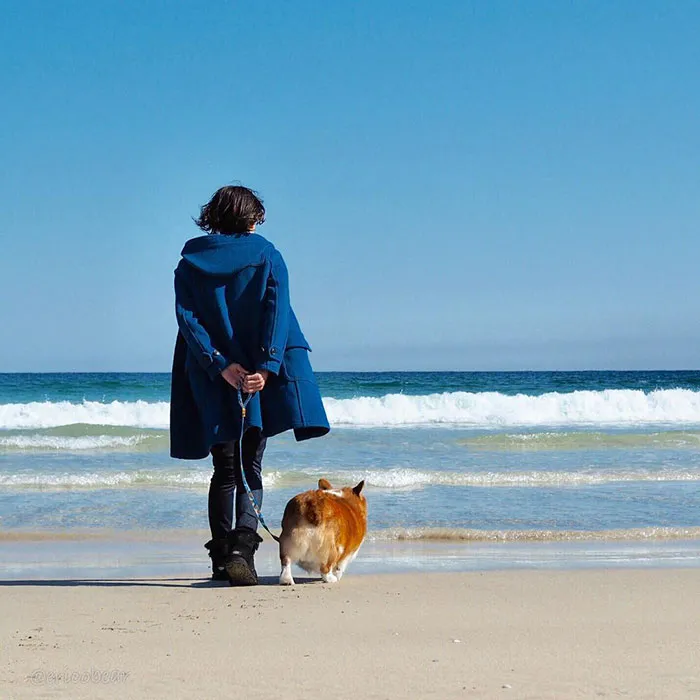 52 Best Photos Of An Adorable Corgi Who Has 50k Instagram Followers