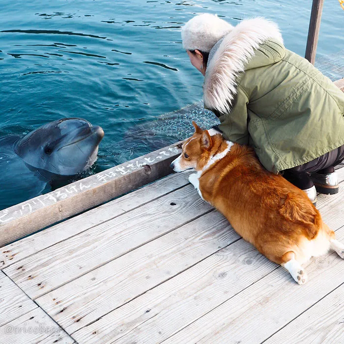 52 Best Photos Of An Adorable Corgi Who Has 50k Instagram Followers