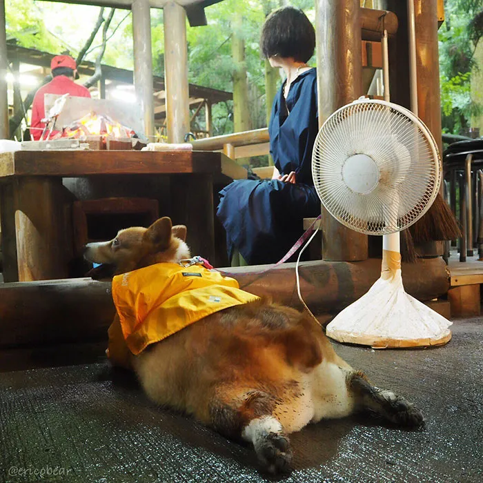 52 Best Photos Of An Adorable Corgi Who Has 50k Instagram Followers