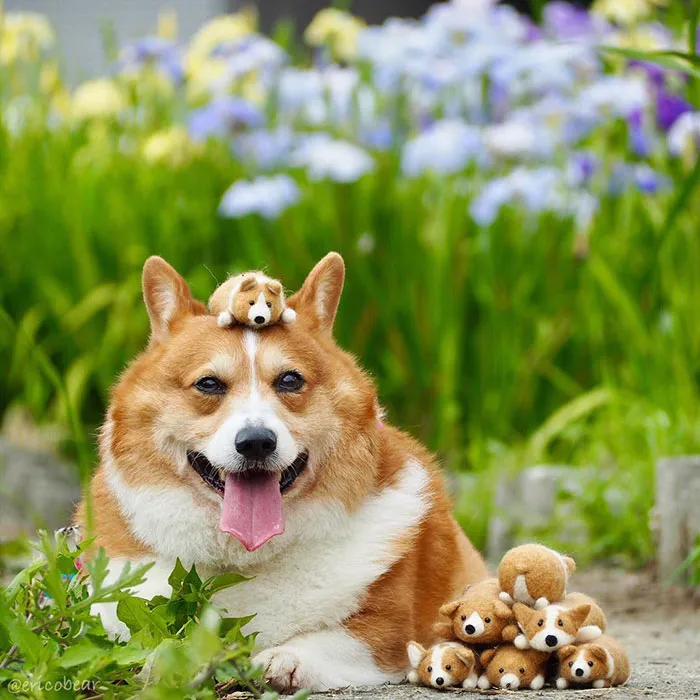 52 Best Photos Of An Adorable Corgi Who Has 50k Instagram Followers
