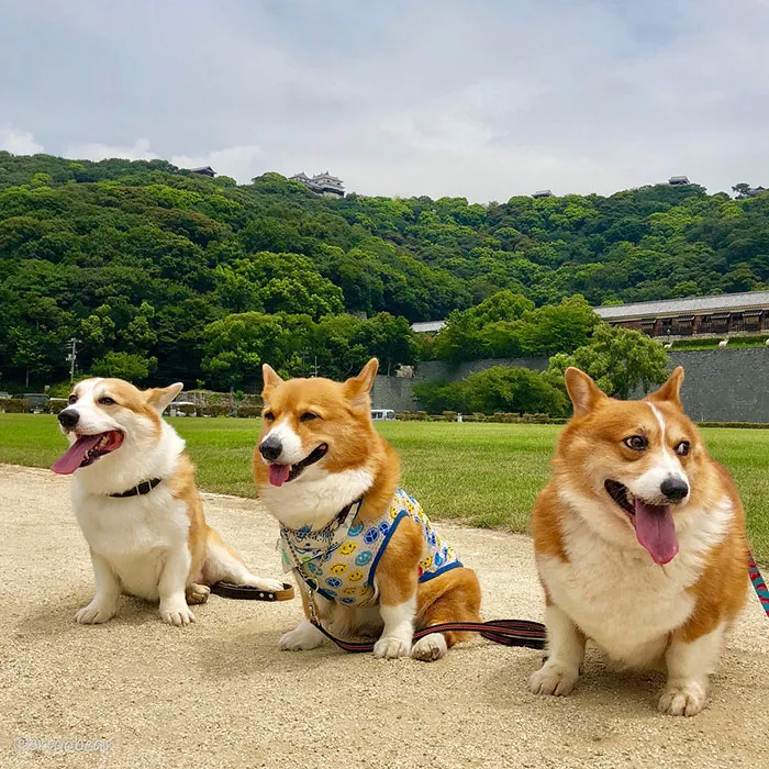 52 Best Photos Of An Adorable Corgi Who Has 50k Instagram Followers
