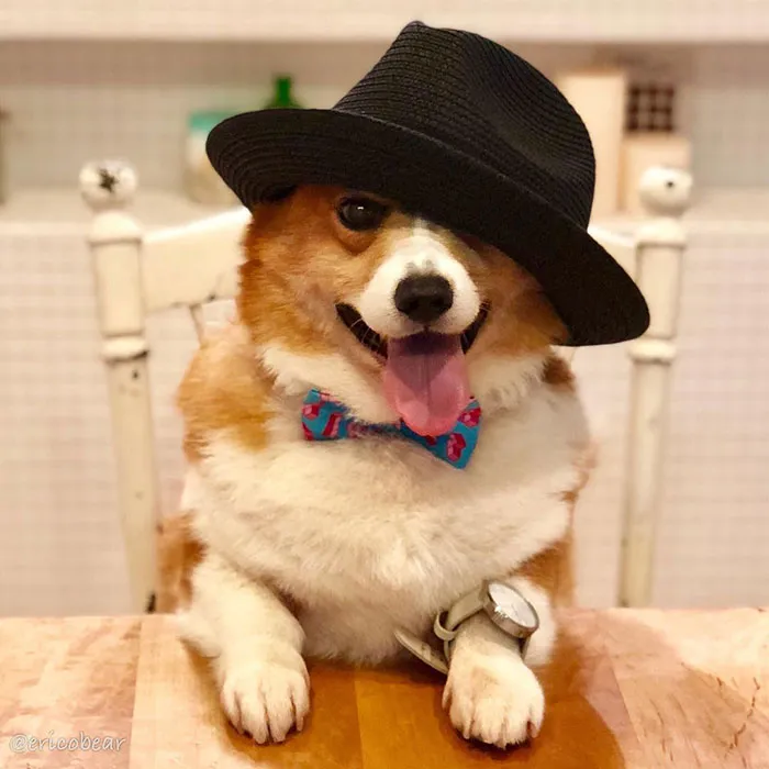52 Best Photos Of An Adorable Corgi Who Has 50k Instagram Followers