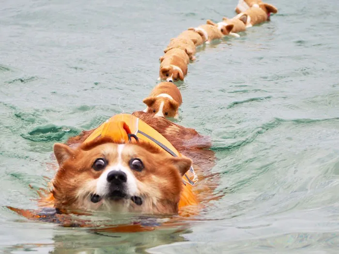 52 Best Photos Of An Adorable Corgi Who Has 50k Instagram Followers