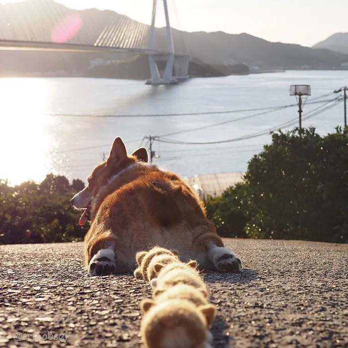 52 Best Photos Of An Adorable Corgi Who Has 50k Instagram Followers