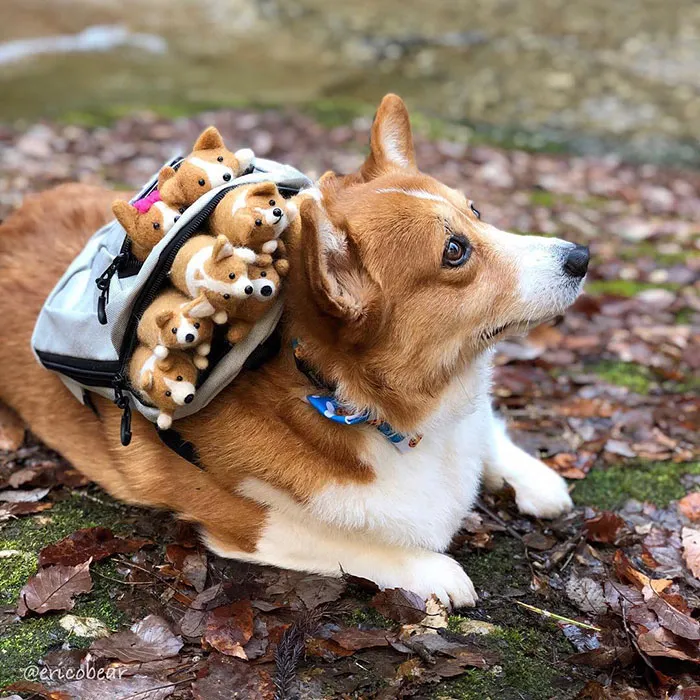 52 Best Photos Of An Adorable Corgi Who Has 50k Instagram Followers