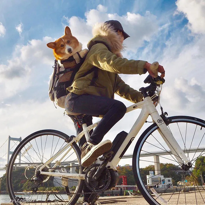 52 Best Photos Of An Adorable Corgi Who Has 50k Instagram Followers
