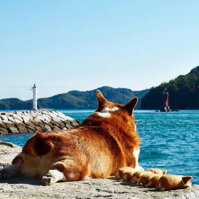 52 Best Photos Of An Adorable Corgi Who Has 50k Instagram Followers