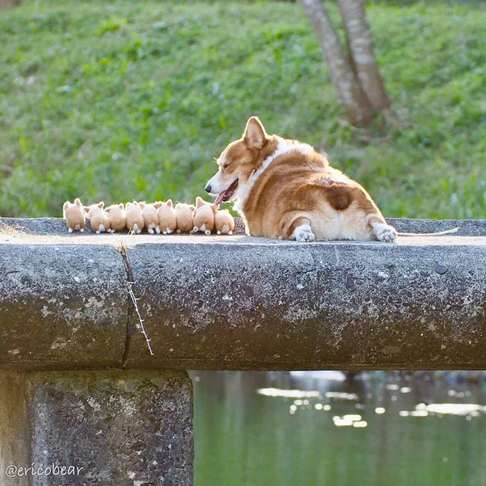 52 Best Photos Of An Adorable Corgi Who Has 50k Instagram Followers