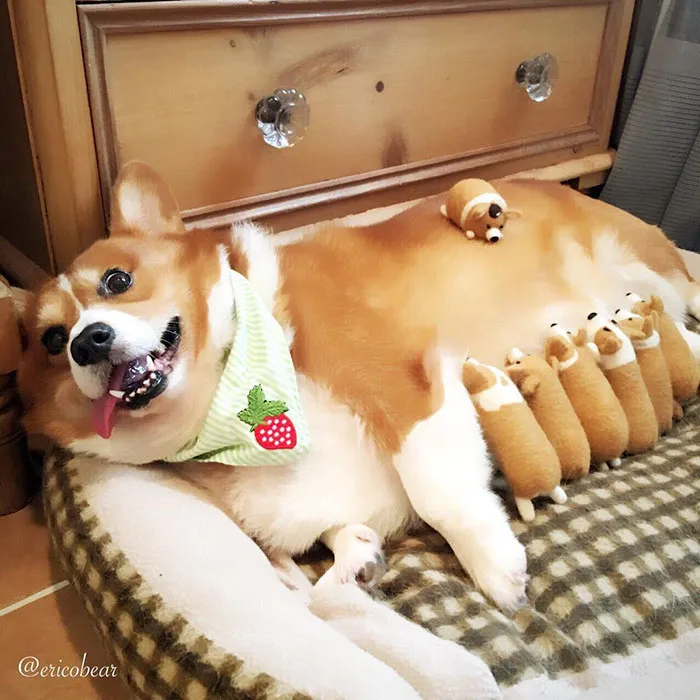 52 Best Photos Of An Adorable Corgi Who Has 50k Instagram Followers