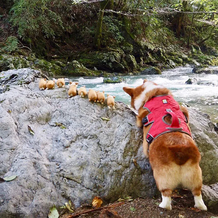 52 Best Photos Of An Adorable Corgi Who Has 50k Instagram Followers