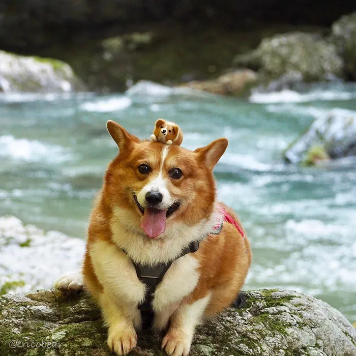 52 Best Photos Of An Adorable Corgi Who Has 50k Instagram Followers