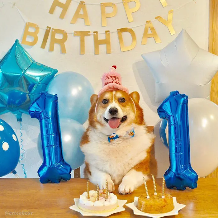 52 Best Photos Of An Adorable Corgi Who Has 50k Instagram Followers
