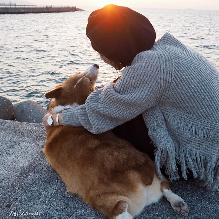 52 Best Photos Of An Adorable Corgi Who Has 50k Instagram Followers