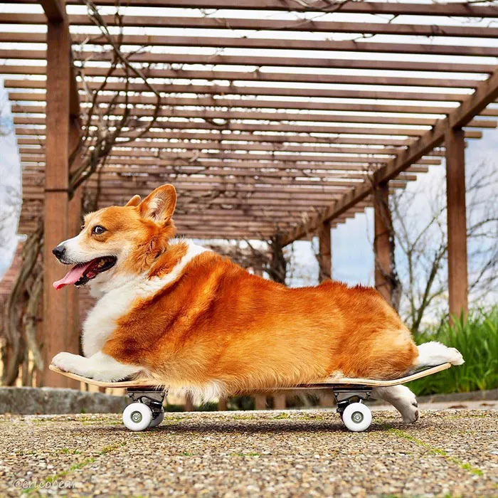 52 Best Photos Of An Adorable Corgi Who Has 50k Instagram Followers