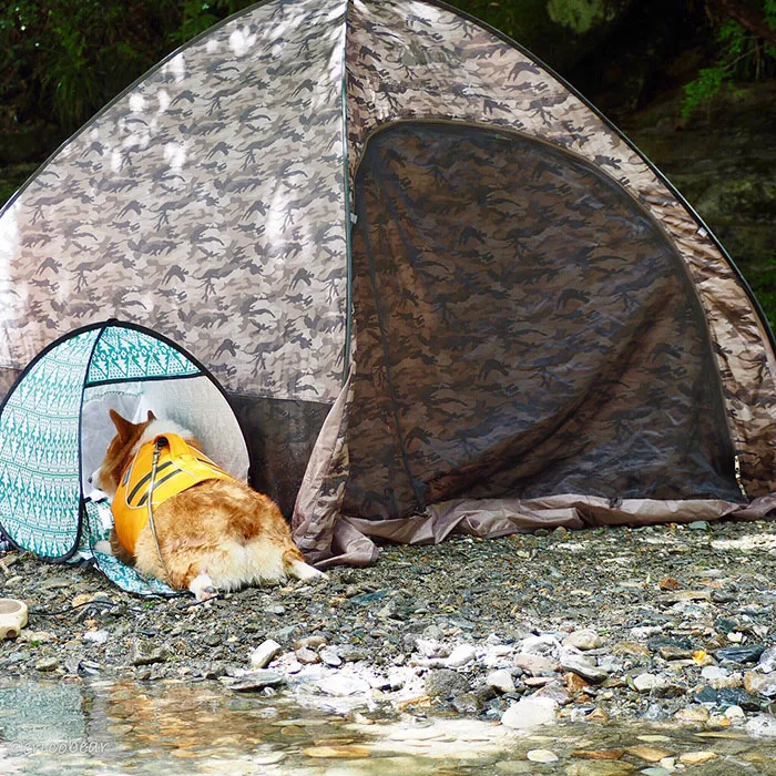 52 Best Photos Of An Adorable Corgi Who Has 50k Instagram Followers