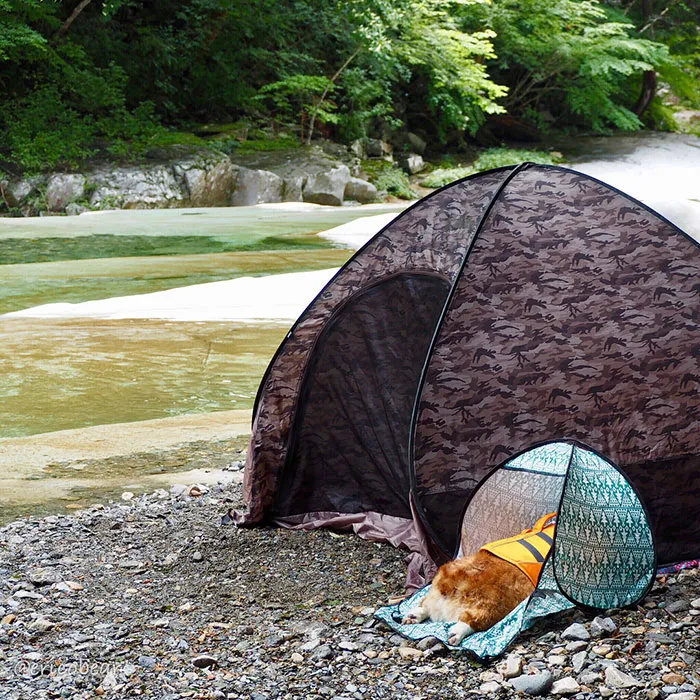 52 Best Photos Of An Adorable Corgi Who Has 50k Instagram Followers