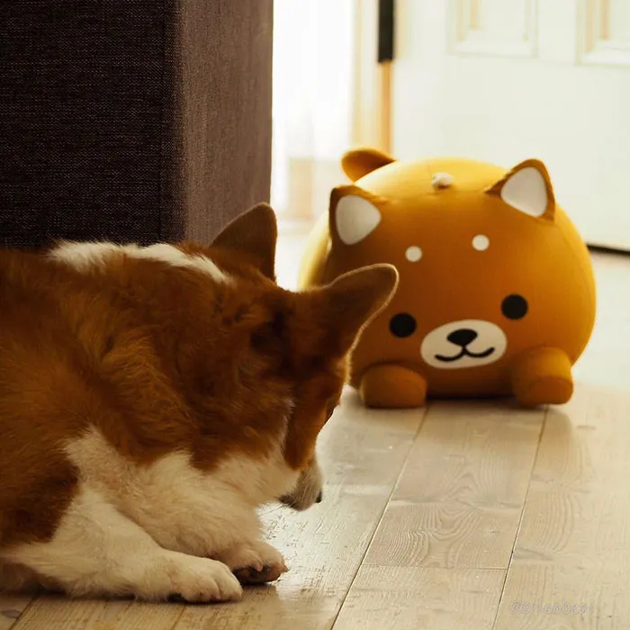 52 Best Photos Of An Adorable Corgi Who Has 50k Instagram Followers