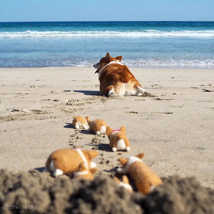 52 Best Photos Of An Adorable Corgi Who Has 50k Instagram Followers