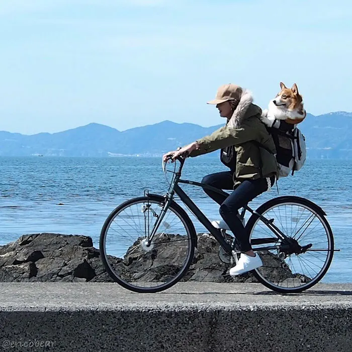 52 Best Photos Of An Adorable Corgi Who Has 50k Instagram Followers