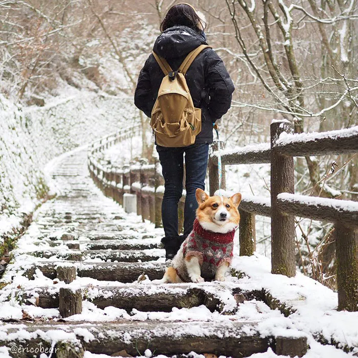 52 Best Photos Of An Adorable Corgi Who Has 50k Instagram Followers