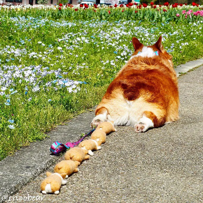 52 Best Photos Of An Adorable Corgi Who Has 50k Instagram Followers