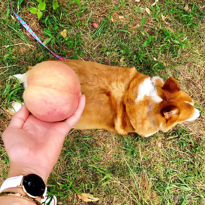 52 Best Photos Of An Adorable Corgi Who Has 50k Instagram Followers