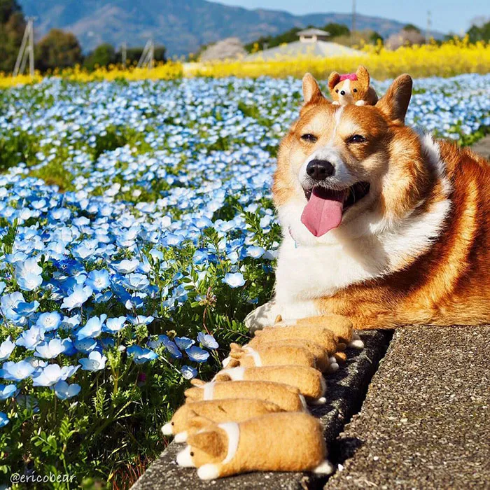 52 Best Photos Of An Adorable Corgi Who Has 50k Instagram Followers