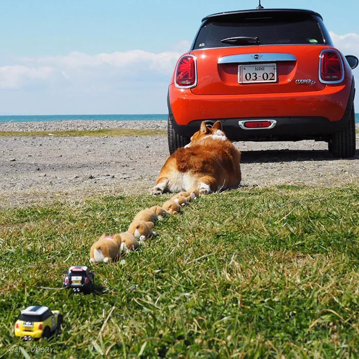 52 Best Photos Of An Adorable Corgi Who Has 50k Instagram Followers