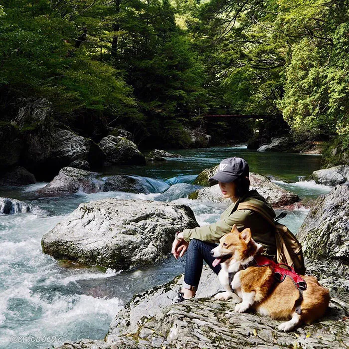 52 Best Photos Of An Adorable Corgi Who Has 50k Instagram Followers