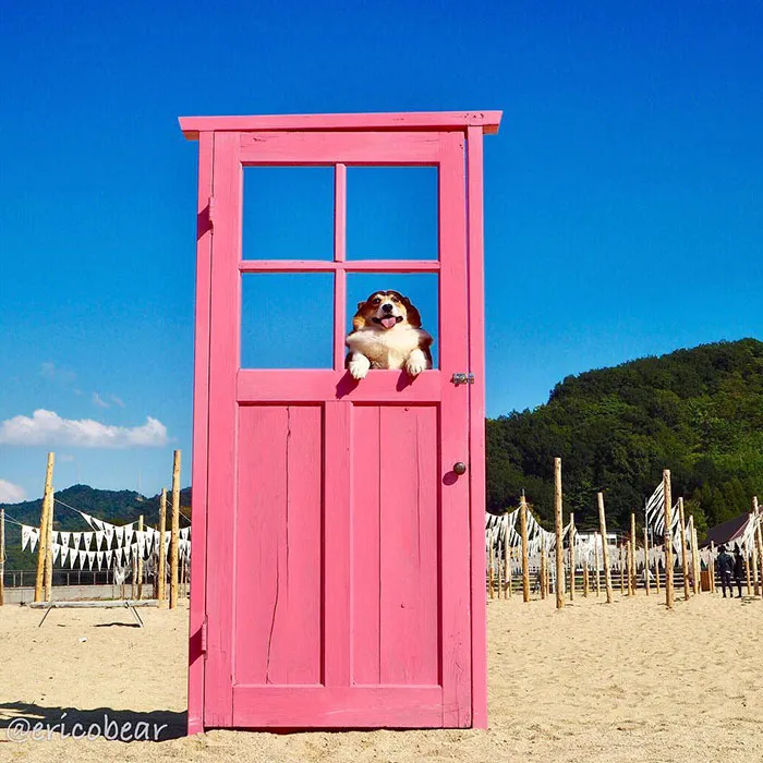 52 Best Photos Of An Adorable Corgi Who Has 50k Instagram Followers