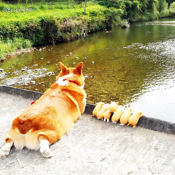 52 Best Photos Of An Adorable Corgi Who Has 50k Instagram Followers