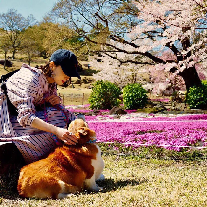 52 Best Photos Of An Adorable Corgi Who Has 50k Instagram Followers