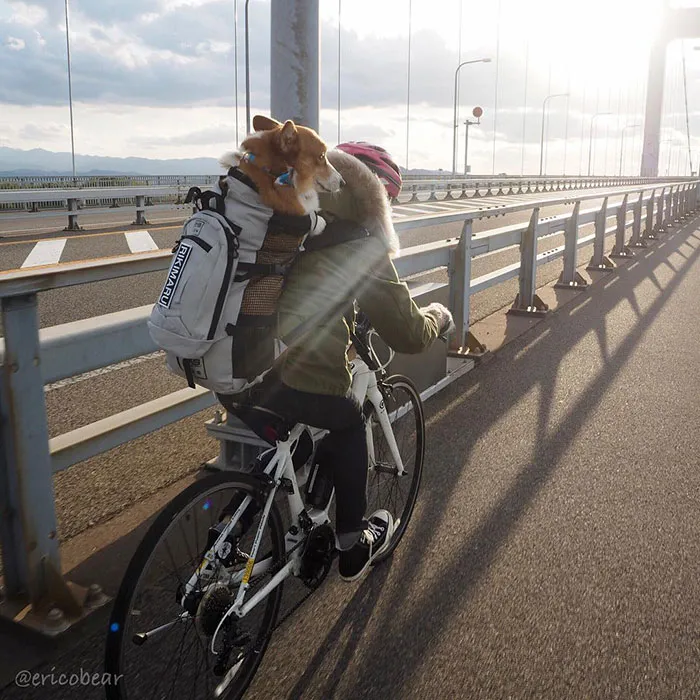 52 Best Photos Of An Adorable Corgi Who Has 50k Instagram Followers