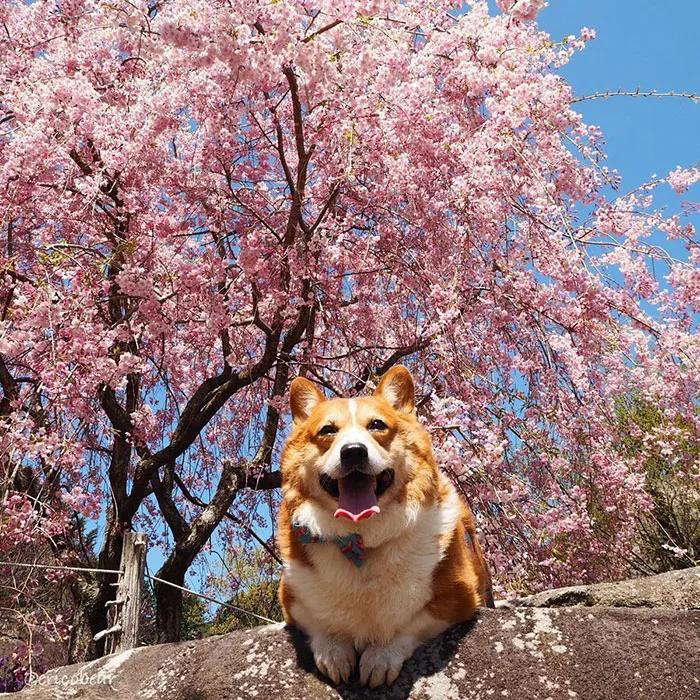 52 Best Photos Of An Adorable Corgi Who Has 50k Instagram Followers