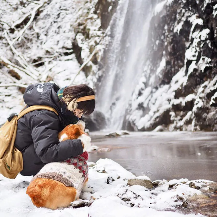 52 Best Photos Of An Adorable Corgi Who Has 50k Instagram Followers