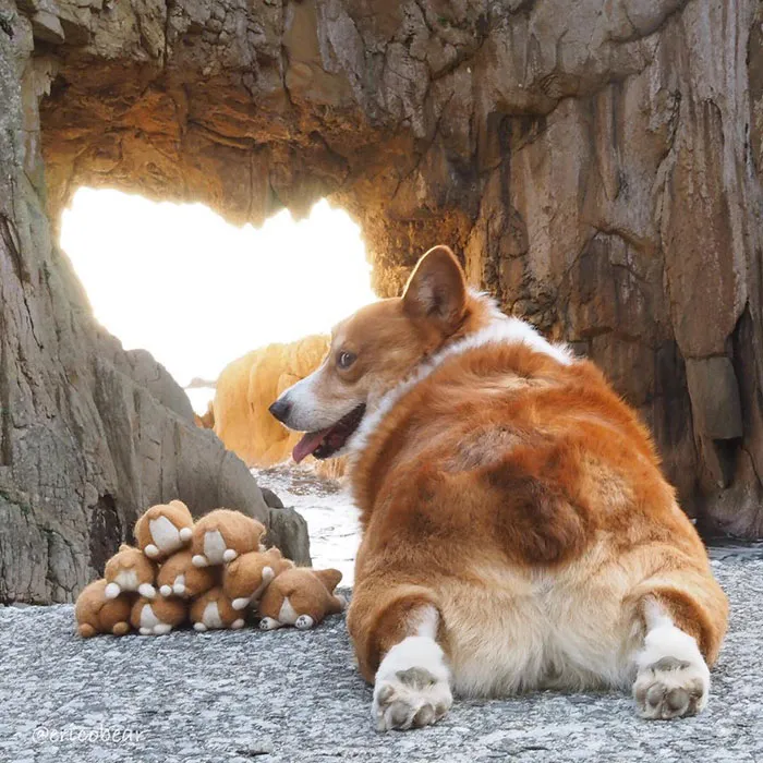 52 Best Photos Of An Adorable Corgi Who Has 50k Instagram Followers