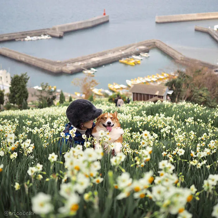 52 Best Photos Of An Adorable Corgi Who Has 50k Instagram Followers