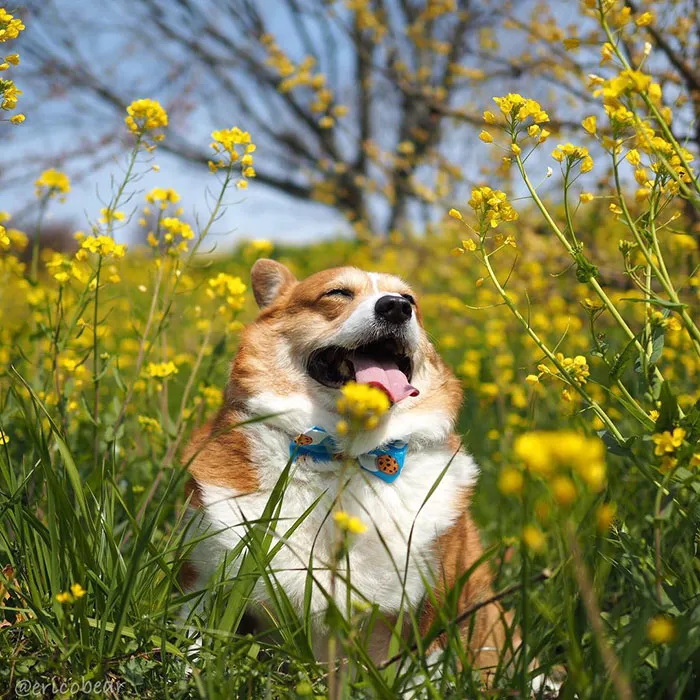 52 Best Photos Of An Adorable Corgi Who Has 50k Instagram Followers