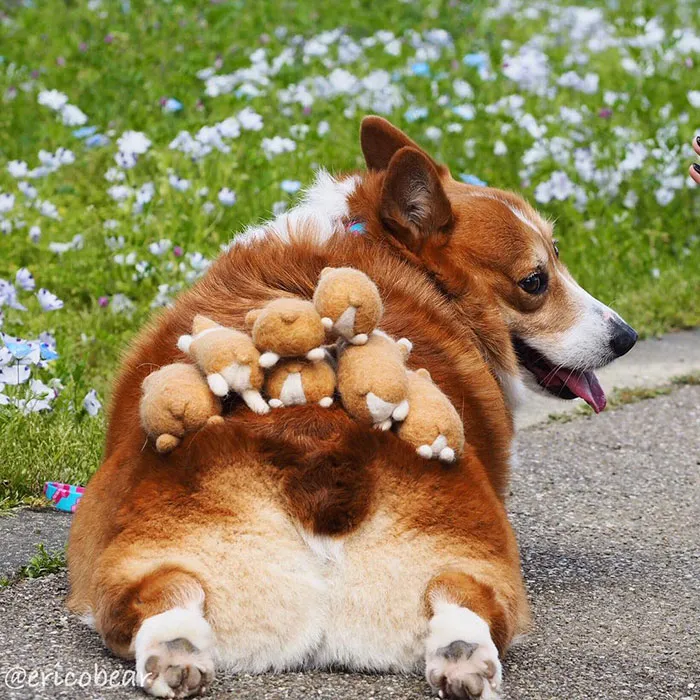 52 Best Photos Of An Adorable Corgi Who Has 50k Instagram Followers