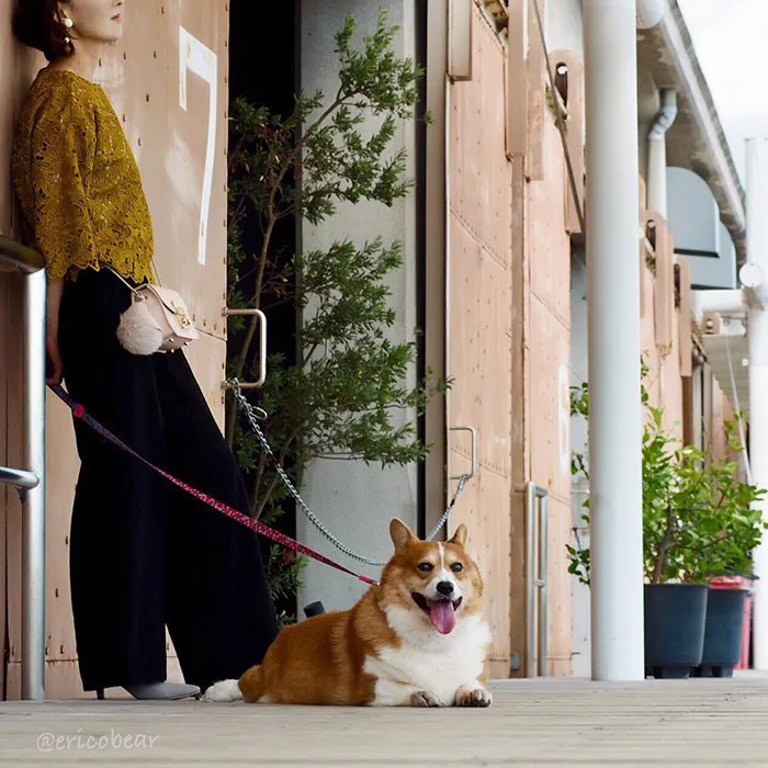 52 Best Photos Of An Adorable Corgi Who Has 50k Instagram Followers