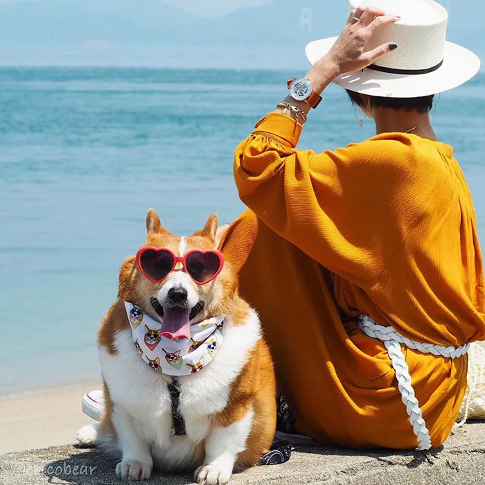 52 Best Photos Of An Adorable Corgi Who Has 50k Instagram Followers