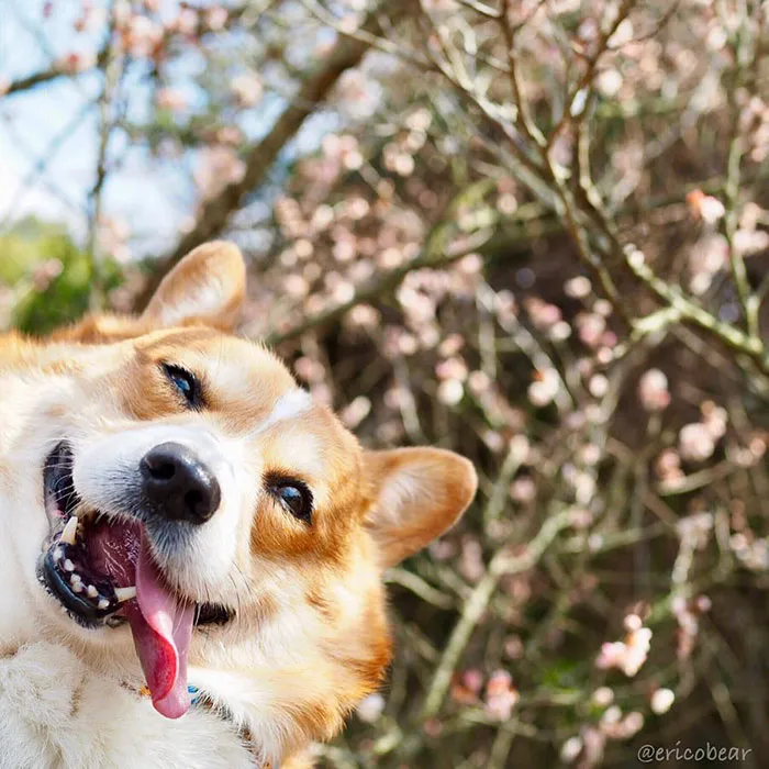 52 Best Photos Of An Adorable Corgi Who Has 50k Instagram Followers