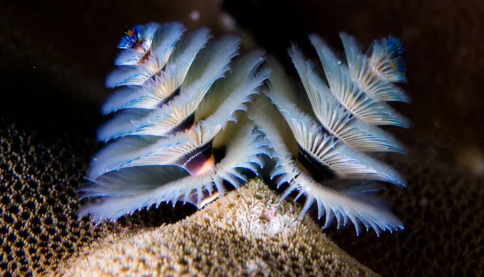 Here Are Some Underwater Christmas Trees I Photographed