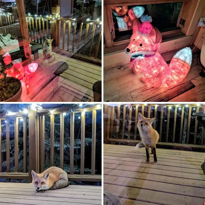 I Think Someone Has A Crush On My Christmas Light Decoration